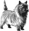 Cairn Terrier Drawing Clip Art